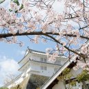 일본 벚꽃 개화시기 이미지