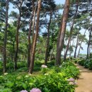 【제293차】명품트레킹 충남 나문재 모월리 수국 힐링 숲,카페 풍전 호수 둘레길 트레킹 안내6월28일(일요일) 이미지