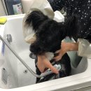 Just Grooming 이미지