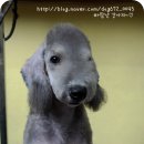 바람난가위 네이버블로그