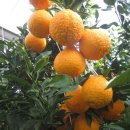 이슬농장2 이미지