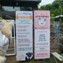 옥자네애견카페 유치원 호텔 미용 이미지