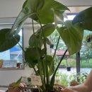 정원지원센터 | 서울식물병원 북악산정원지원센터 이용 후기 (몬스테라 알보 분갈이)