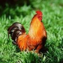 황산축산 이미지