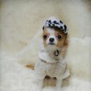 달마시안 이미지