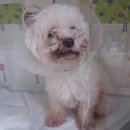 동산동물병원 이미지