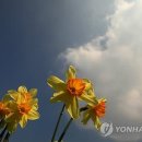 수선화 - 동두천시 중앙로 257 | 수선화