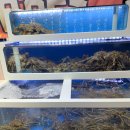 삼척보스대게 본점 | 삼척 쏠비치 근처 맛집 ‘삼척 보스대게’ 2인커플세트 내돈내산 후기