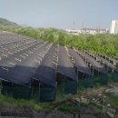 한결약초홍삼