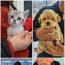 벨라독 | 반려견과 새 출발, 수원강아지분양 따뜻한 동행
