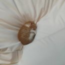 블챌 작심삼일 할 뻔 하다..(오늘이 마감날인 줄 몰랐음)