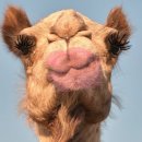 모던파마 | 강동구 암사동 ‘로래쉬앤네일’ 노글루 속눈썹파마 후기 (영양틴팅펌+)