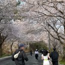 신기세천2 | 대전 대청호 벚꽃길 마라톤 2026 후기｜버터런, 사우나런까지 완벽 하루