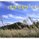 .............★아라리의 고장 정선 민둥산 억새꽃 이미지