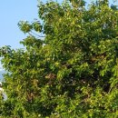 고향 청국장 이미지