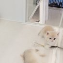 나비야 cat 이미지