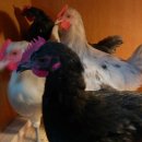 절골농장 이미지