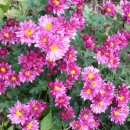 시골마당 이미지