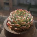 더올리브