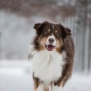 안양비산동물병원 이미지