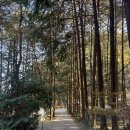 편백치유센터 화장실 1층 | 광주근교 장성 편백힐 치유의 숲 :: 전남 캠핑장 애견동반