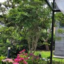 협재리체 이미지