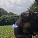 아마존애견사 이미지