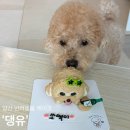 댕유 | 양산 댕유 반려견 한입 케이크 제작 후기 🐶🎂