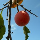 광용농장 이미지