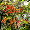 제8차, 상하옥 향우회 정기산행.. 향로봉~ 삼지봉~ 동대산 이미지