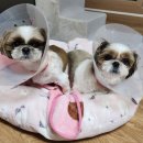 푸른종합동물병원 이미지