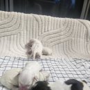 Coton4u 이미지