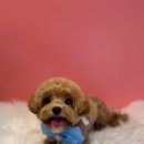 퍼스트멍멍 이미지