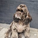 윤앤퍼피 이미지