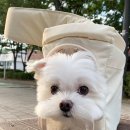 착한강아지 이미지