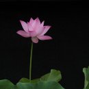 유파마
