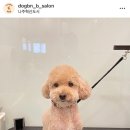 도그비앤비
