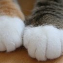 고양이발 이미지