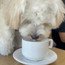 폼폼카페 이미지