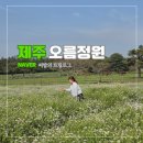 제주 갯무꽃 유채꽃 명소 오름정원 | 2026 5월 개화시기 군락지 실시간 정보