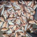 CU서천홍원항점 | [홍태공] 홍원항 블랙펄호 6월 15일(일) 참돔 타이라바 출조에 13분 전원 경쾌한 손맛 충분히 보고...