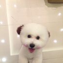 개 이쁘개 이미지