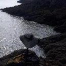 약초본가