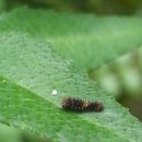 나비 한살이 이미지