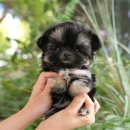 미유펫 강아지고양이 구미점 이미지