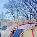 명당 스테이 | [벚꽃캠핑]더예감스테이 벚꽃명당사이트 후기.