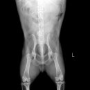 그랜드24시동물병원 이미지