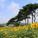 해바라기의꿈 이미지