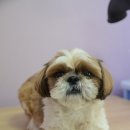 정다운애견미용 이미지