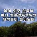 형광빛 연두색 새싹들이 피어날때 가보기 좋은 제주 드라이브코스 비오는날은 비추 이미지